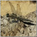 Orthetrum cancellatum - Grosser Blaupfeil w06.jpg